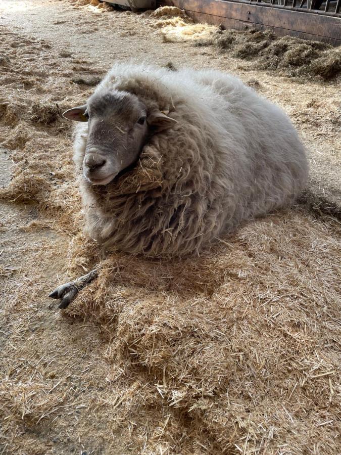 Schlafen Neben Den Kleinen Kaelbchen Im Kaelberiglu Bingum Exterior foto