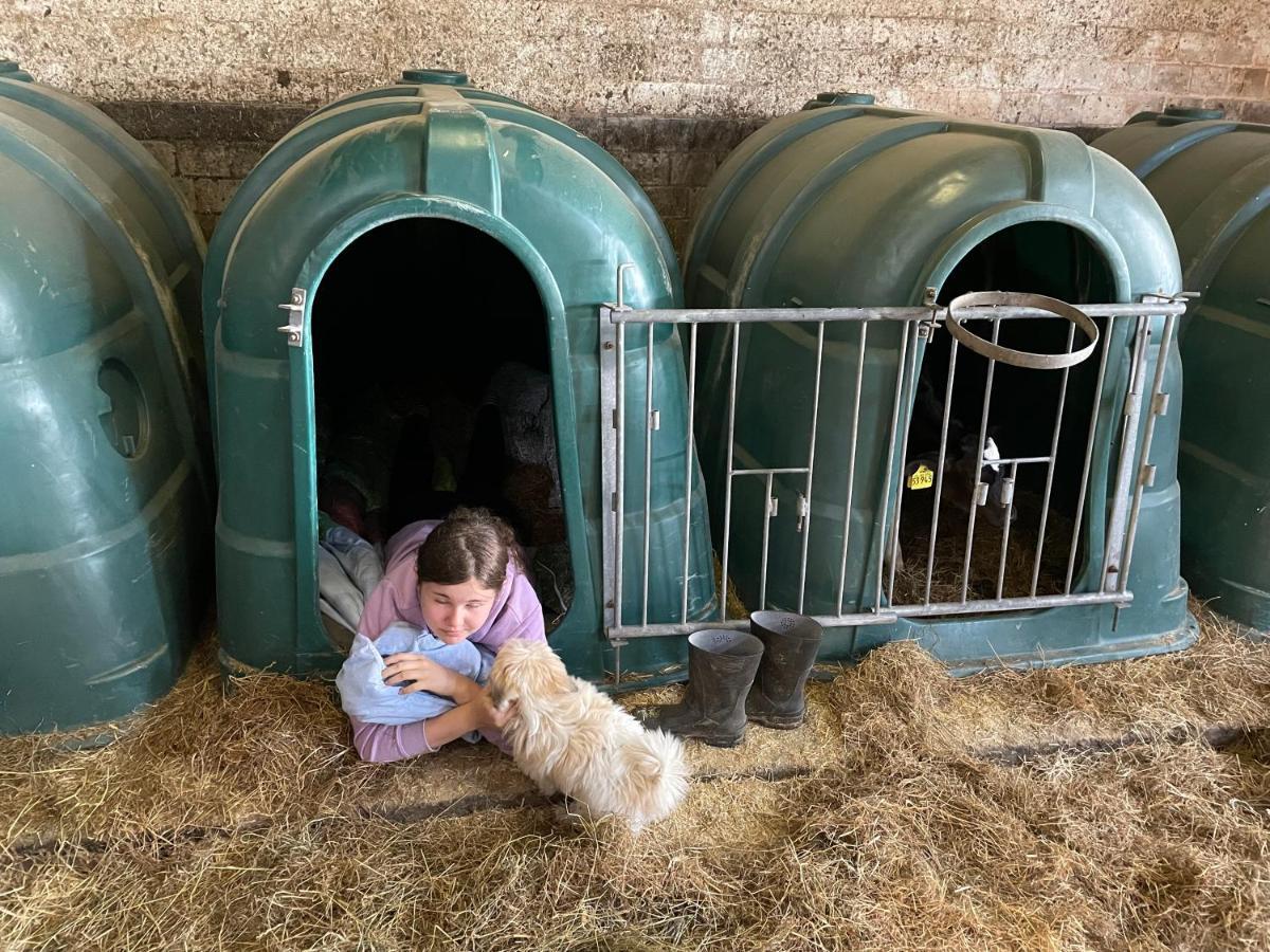 Schlafen Neben Den Kleinen Kaelbchen Im Kaelberiglu Bingum Exterior foto