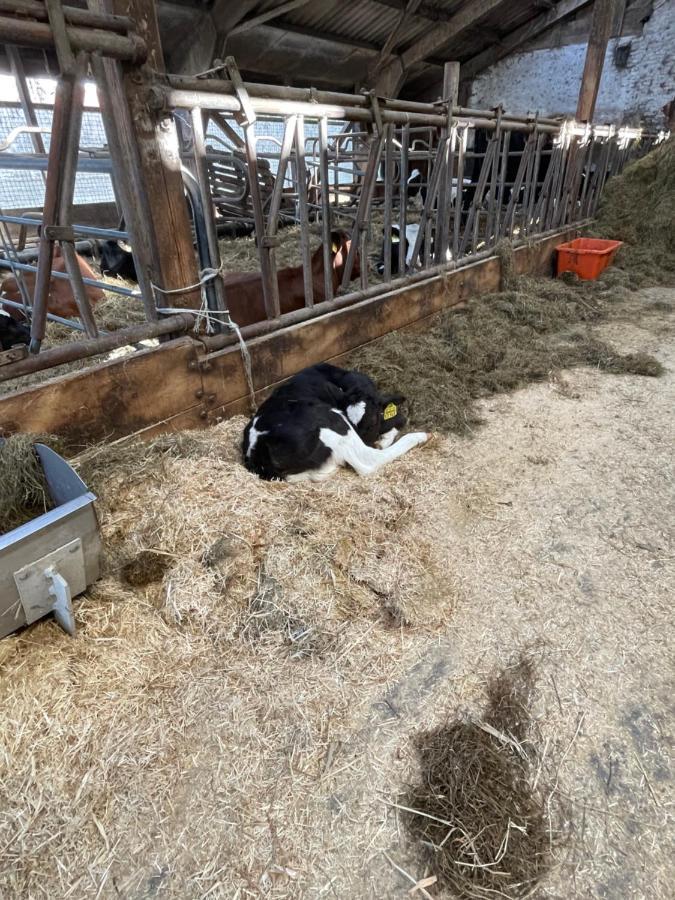 Schlafen Neben Den Kleinen Kaelbchen Im Kaelberiglu Bingum Exterior foto