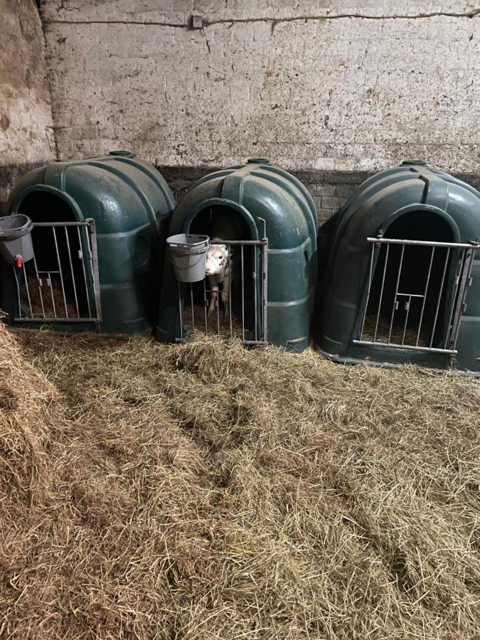 Schlafen Neben Den Kleinen Kaelbchen Im Kaelberiglu Bingum Exterior foto